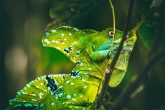 Iguane, Costa Rica