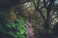 Rain Forest, Ténérife, Spain.