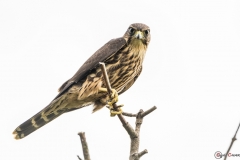 Rapace