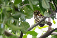 Chouette pygmee, Costa Rica 2014