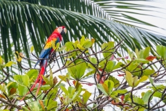 Perroquet, Costa Rica 2014
