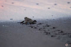 Bébé tortue