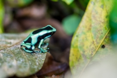 Green Poison dart frog, Costa Rica.