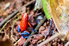 Dendrobat BlueJean, Costa Rica