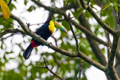 Toucan, Costa Rica