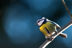 Mésange bleue, France