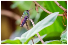 Colibri, Costa Rica